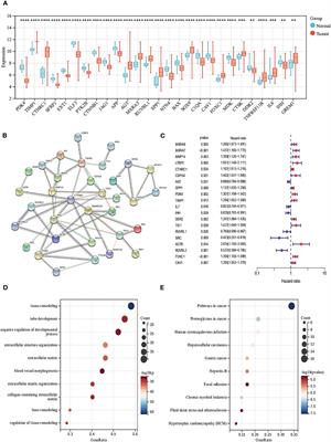 Molecular characteristics, clinical significance, and immune landscape of extracellular matrix remodeling-associated genes in colorectal cancer